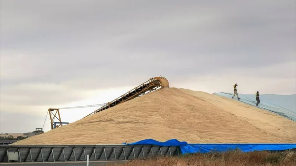 workers hurry to cover part of the wheat harvest with tarpaulins