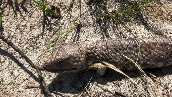 Menutup dari barat australian shingleback kadal — Stok Foto