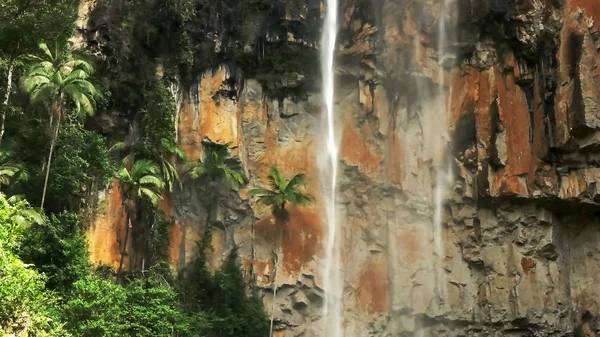 Palmbomen en het gordijn van de purlingbrook-waterval in de buurt van de Gold Coast — Stockfoto