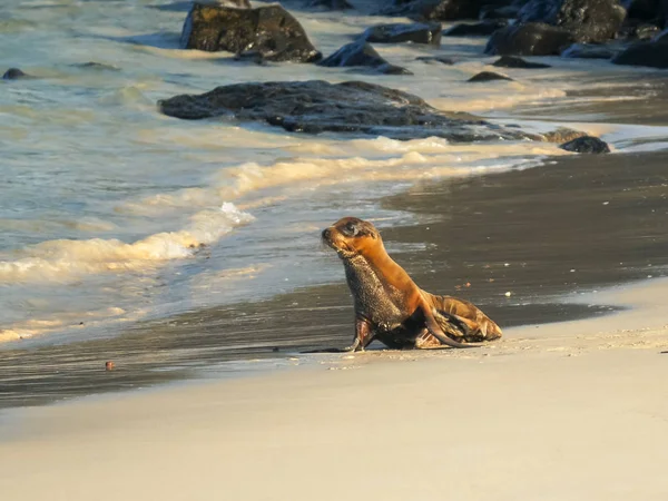 Seelöwenbaby am Strand von isla santa fe auf den Galapagos — Stockfoto