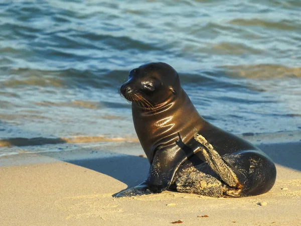 Leão-marinho bebê em uma praia na ilha santa fe nas galápagos — Fotografia de Stock