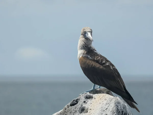 Blå-footed Booby ovanpå en klippa i galalagos Islands — Stockfoto