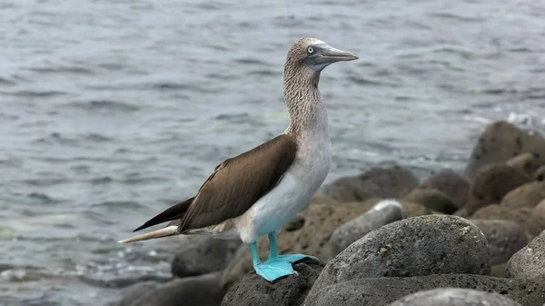 Blå-footed Booby på den klippiga stranden av Isla Lobos i Galapagos — Stockfoto