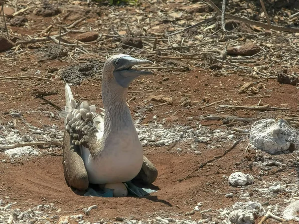 Face sur la vue d'un booby aux pieds bleus nichant dans les îles Galalagos — Photo