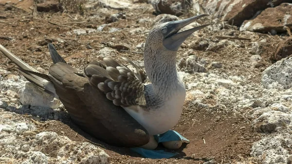 Het nesten van blauwvoedende booby op de galalagos-eilanden — Stockfoto