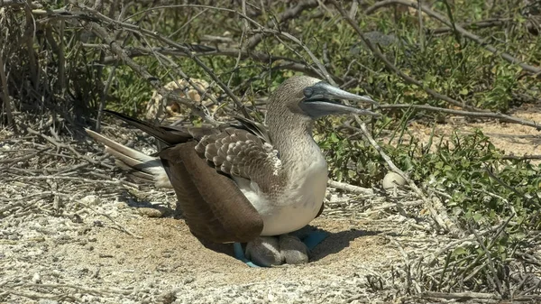 Blaufüßiger Tölpel und junges Küken bei der nth seymour in den Galalagos — Stockfoto