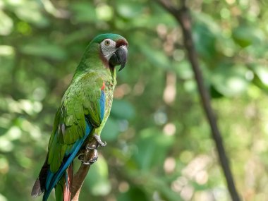 kestane ekvador bir parkta macaw önlü
