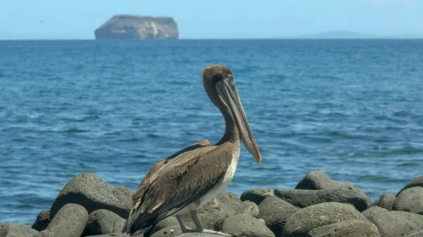 Brown Pelican på North Seymour i Galapagos — Stockfoto