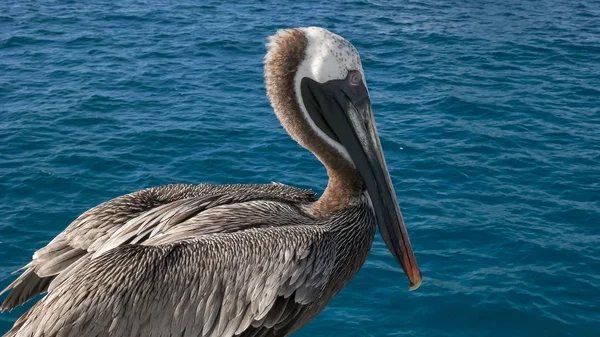 Nahaufnahme eines braunen Pelikans in der Nähe von isla san cristobal auf den Galapagos — Stockfoto