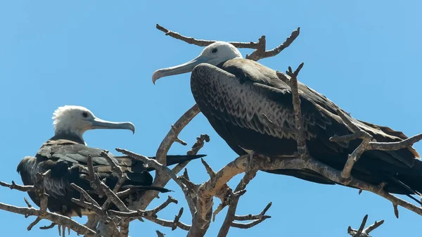 Fregattvogelweibchen auf den Galalagos-Inseln, Ecuador — Stockfoto