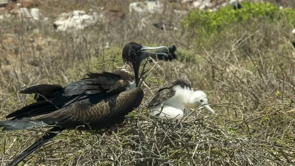 Fregattvogelweibchen und Küken auf einem Nest auf der Insel Seymour auf den Galapagos — Stockfoto