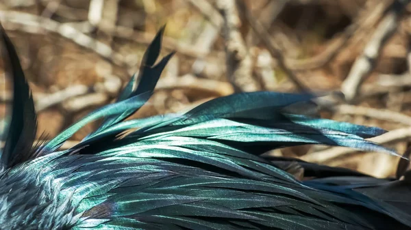 Extrême gros plan des plumes irisées d'un frégate — Photo