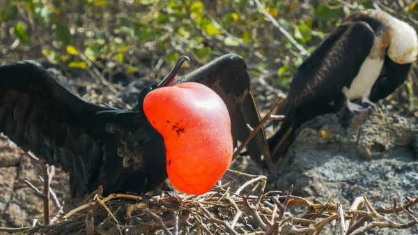 Nahaufnahme eines männlichen und weiblichen prächtigen Fregattvogels auf den Galalagos-Inseln — Stockfoto