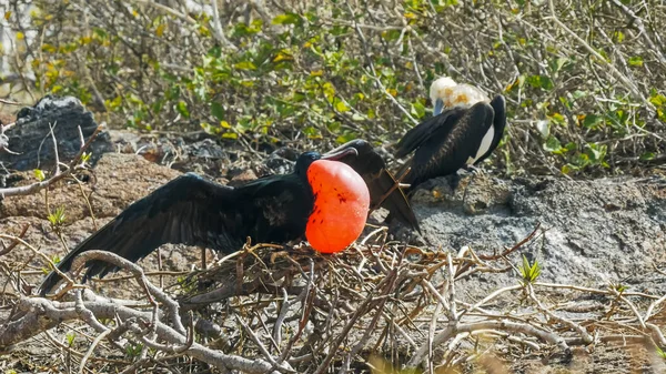 Prachtvolle Fregattvögel auf der Insel Genovesa auf den Galapagos — Stockfoto