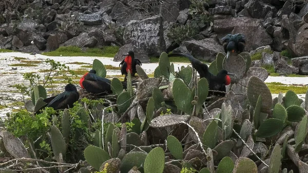 Männliche Fregattvögel auf Kakteenpflanzen auf der isla genovesa in den Galalagos — Stockfoto