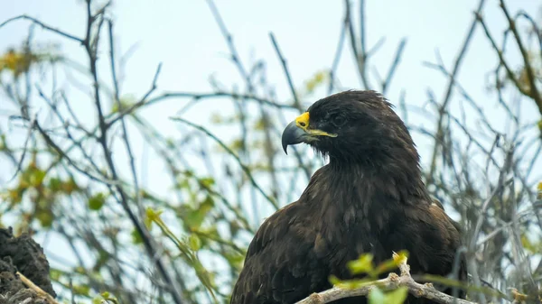 Galapagos isla espanola bir yuvalama galapagos şahin yakın — Stok fotoğraf