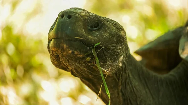 Extrême gros plan d'une tortue géante sur l'île Santa cruz dans les galapagos — Photo