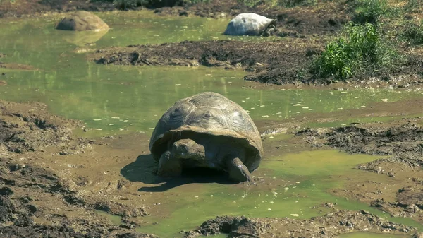 Tartaruga gigante saindo do buraco de água na isla santa cruz nas galápagos — Fotografia de Stock