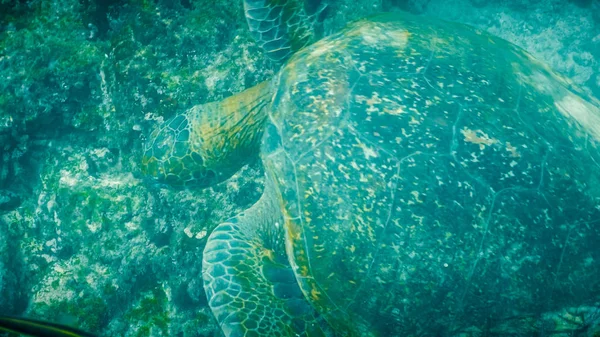 Tiro subaquático aéreo de uma tartaruga marinha verde alimentando nas galápagos — Fotografia de Stock