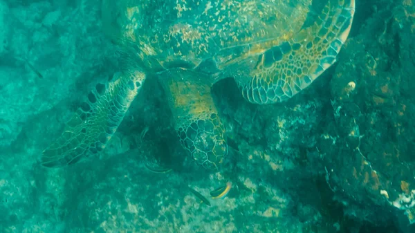 Vista subaquática de alto ângulo de uma tartaruga marinha verde alimentando-se na ilha santiago — Fotografia de Stock