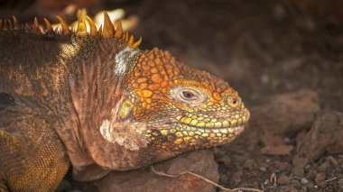galapagos kuzey Seymour adasında bir kara iguana aşırı yakın