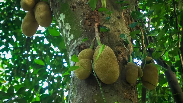 Primer plano de la fruta del gato que crece en un árbol en rio —  Fotos de Stock