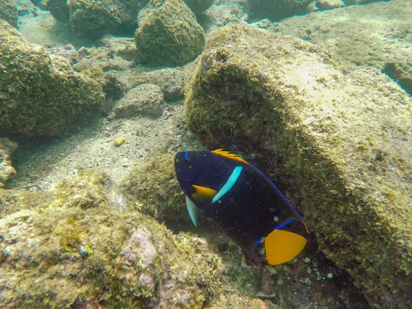 Plan sous-marin d'un poisson-ange roi à l'isla bartolome dans les galapagos — Photo