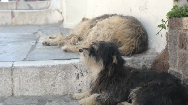 Twee Straathonden in Oia op Santorini — Stockvideo