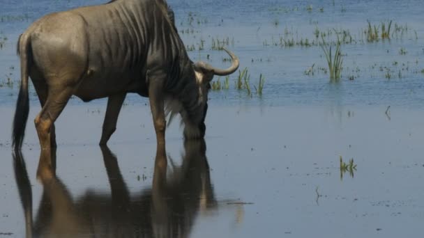 Primer plano de un ñu bebiendo en Amboseli — Vídeos de Stock