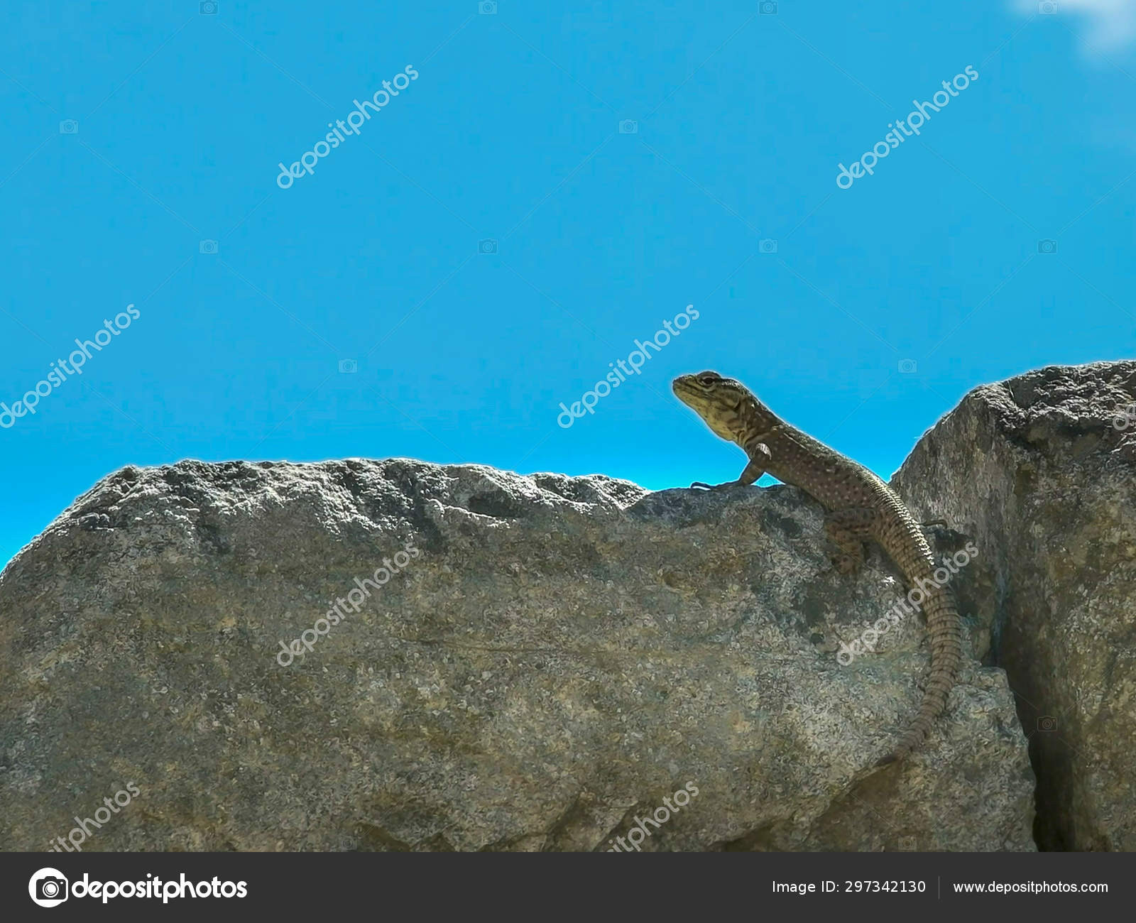 Cerca De Un Lagarto En Una Pared De Piedra En Machu Picchu Foto