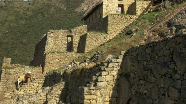 lama lar ve machu picchu de kalıntıları