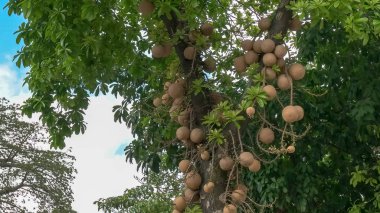 rio de janeiro'da büyüyen top mermisi ağacı, Brezilya