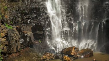Springbrook Milli Parkı purlingbrook şelale tabanı