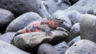 striking red colored marine iguana on isla espanola in the galapagos clipart