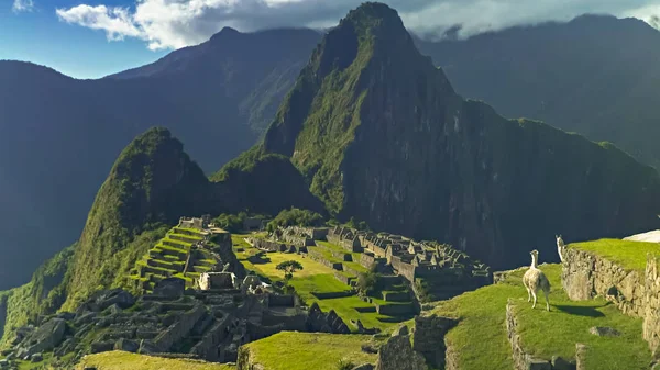 Llamas sentadas en una terraza en machu picchu — Foto de Stock