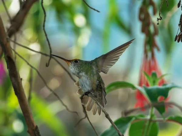 En Machu Picchu Hummingbird sträcker sina vingar — Stockfoto