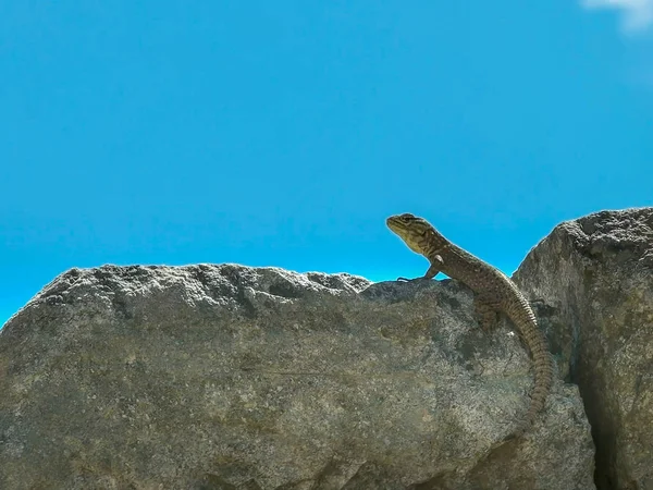 Nahaufnahme einer Eidechse auf einer Steinmauer am Machu Picchu — Stockfoto