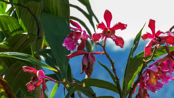 Orquídeas que crecen en las ruinas en machu picchu — Foto de Stock