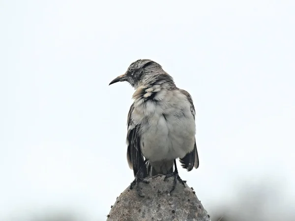 Snavel Mockingbird op Isla woningen in de Galapagos — Stockfoto