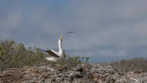 Eine nazca booby-paarung auf der isla genovesa auf den galapagos — Stockfoto