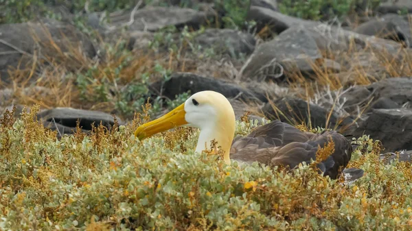 Nahaufnahme eines nistenden Albatrosses auf der isla espanola in den Galapagos — Stockfoto