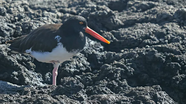 American Oystercatcher på bachas Beach på Isla Santa Cruz i Galapagos — Stockfoto