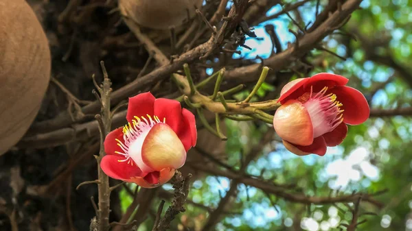 Cannonball tree flowers in Rio de janeiro, Brazil — Foto de Stock