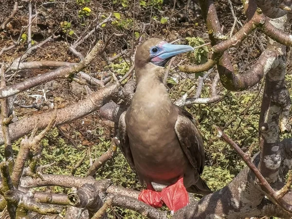 Närbild av Rödfotad Booby uppe i ett träd på Isla genovesa — Stockfoto