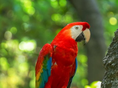 ekvador bir parkta bir kızıl macaw yakın