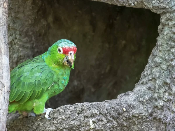 エクアドルの公園で赤いオウム — ストック写真