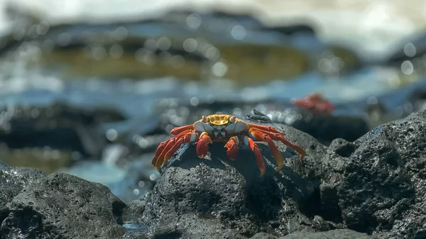 Caranguejo sally lightfoot com ondas na costa em santa cruz nas galápagos — Fotografia de Stock