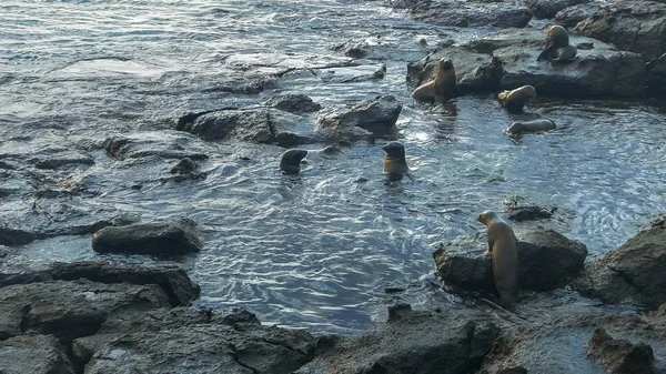 Harén de lobos marinos en las plazas de la isla sur en las galápagos — Foto de Stock
