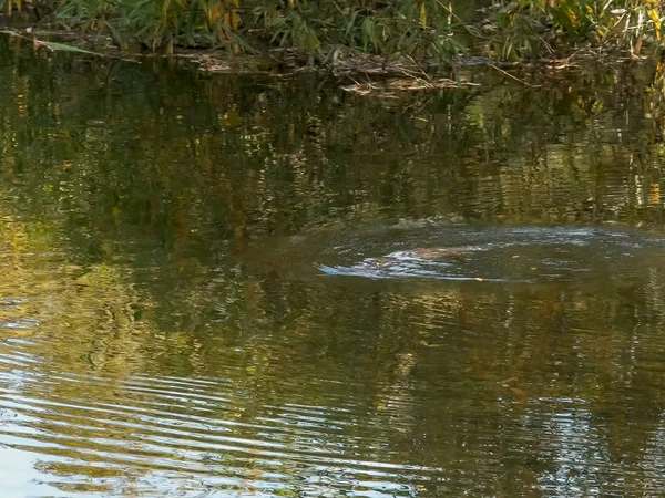 Tiro longo de um ornitorrinco nadando em um rio — Fotografia de Stock
