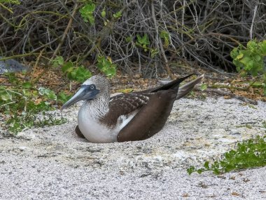 galapagosis isla lobos bir yuva üzerinde mavi ayaklı bubi